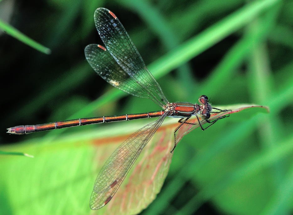 Richiesta identificazione: Lestes virens vestalis